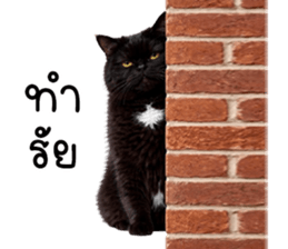 แมวดำปานขาว ตัวตึง รูปที่ 4