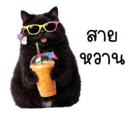 แมวดำปานขาว ตัวตึง รูปที่ 11