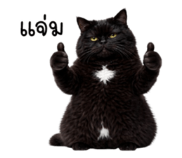 แมวดำปานขาว ตัวตึง รูปที่ 15
