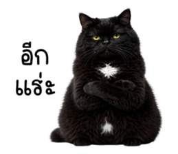แมวดำปานขาว ตัวตึง รูปที่ 21
