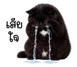 แมวดำปานขาว ตัวตึง รูปที่ 23
