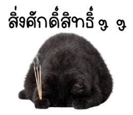 แมวดำปานขาว ตัวตึง รูปที่ 29