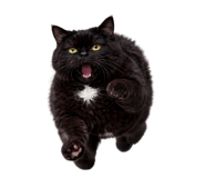 836161466