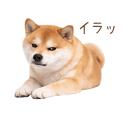 836239642