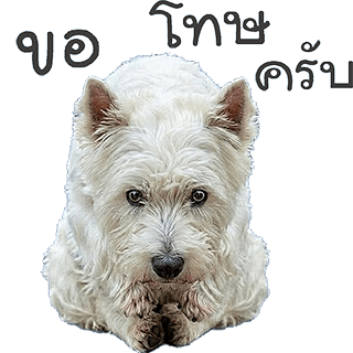 ลายที่ 8