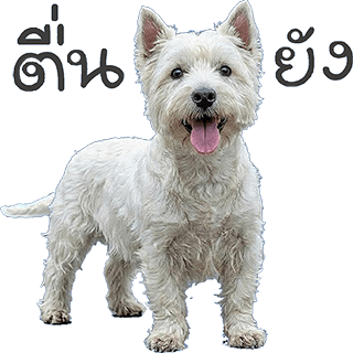 ลายที่ 13