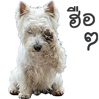 ลายที่ 22