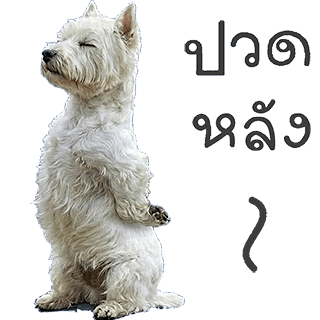 ลายที่ 23