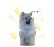 836593827