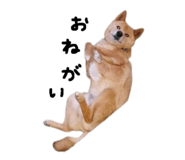 836685560
