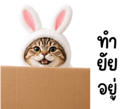 แมวสลิดหมวกกระต่ายน่ารัก รูปที่ 2