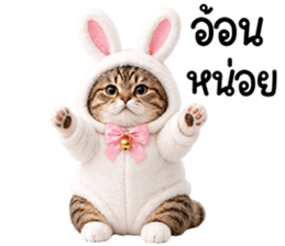 แมวสลิดหมวกกระต่ายน่ารัก รูปที่ 13