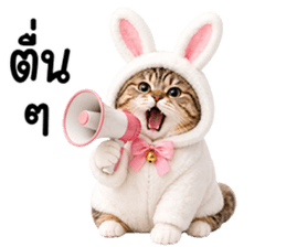 แมวสลิดหมวกกระต่ายน่ารัก รูปที่ 21