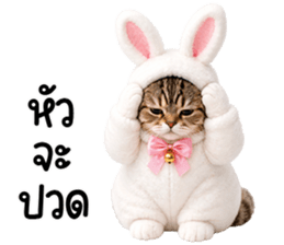 แมวสลิดหมวกกระต่ายน่ารัก รูปที่ 30