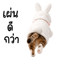 แมวสลิดหมวกกระต่ายน่ารัก รูปที่ 38