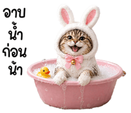 แมวสลิดหมวกกระต่ายน่ารัก รูปที่ 39