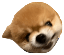 836916831