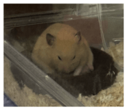 837037111
