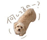 837095528