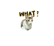 837099554
