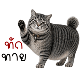 น้องแมวสลิด เซเลบ รูปที่ 1