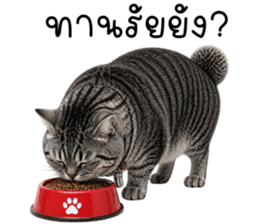 น้องแมวสลิด เซเลบ รูปที่ 32
