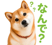 837509227