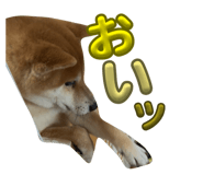 837584158