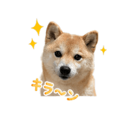 837594376