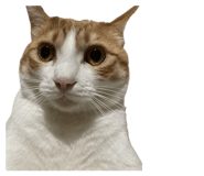 837596896