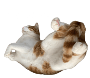 837596900