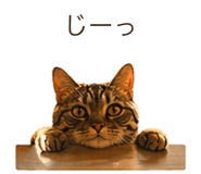 837820911