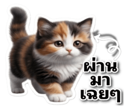 โกโก้_แมวจอมป่วน รูปที่ 22