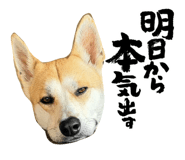 837878981