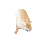 837880870