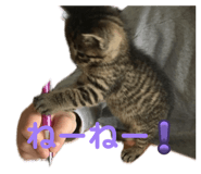837900071