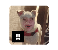 838008323