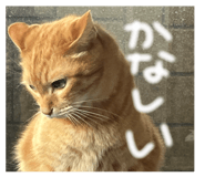 838009035