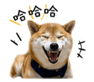 838013067