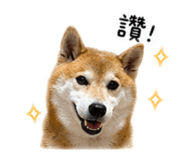838013068
