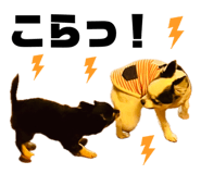 838038520