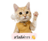 838053010
