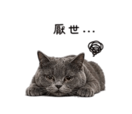 838078556