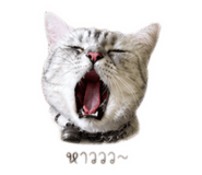 838085852