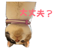 838096068