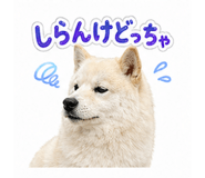 838109004