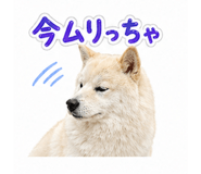 838109012