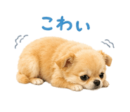 838113126