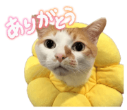 838148556