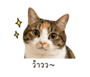 838162651